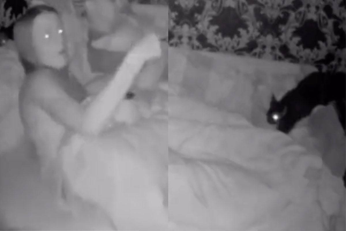 gatto notte telecamera incredibili