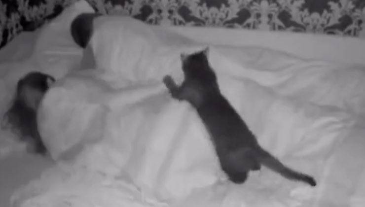 gatto camera letto infrarossi 