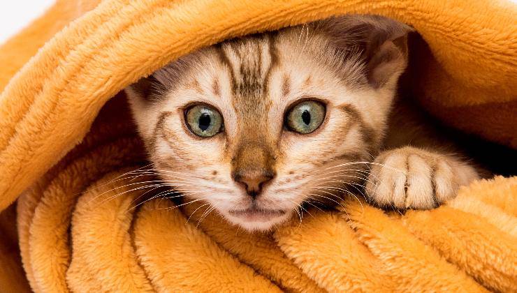 gatto avvolto dalla coperto