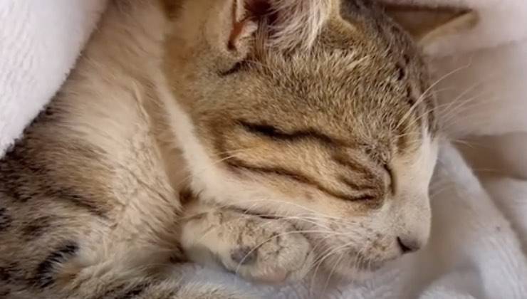 gatto randagio strada sicuro 