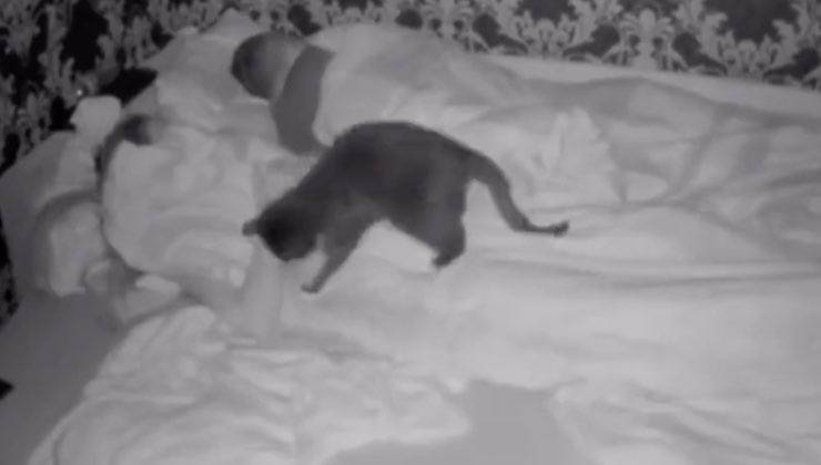 gatto nero Halloween ottobre 