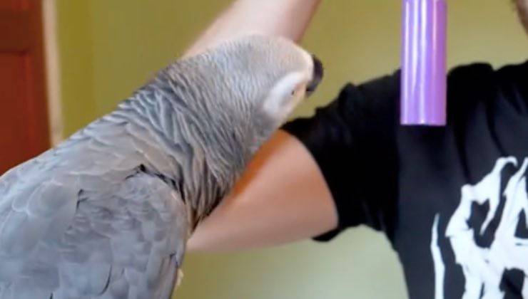 pappagallo grigio africano oggetto 