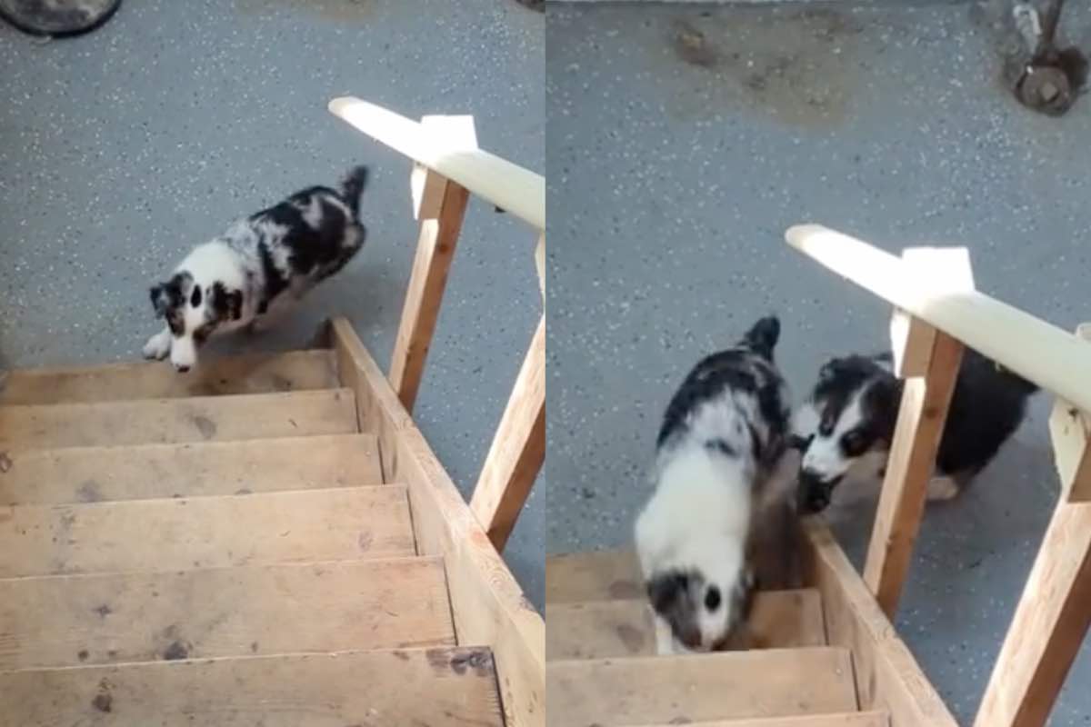 cucciolo re salire scale