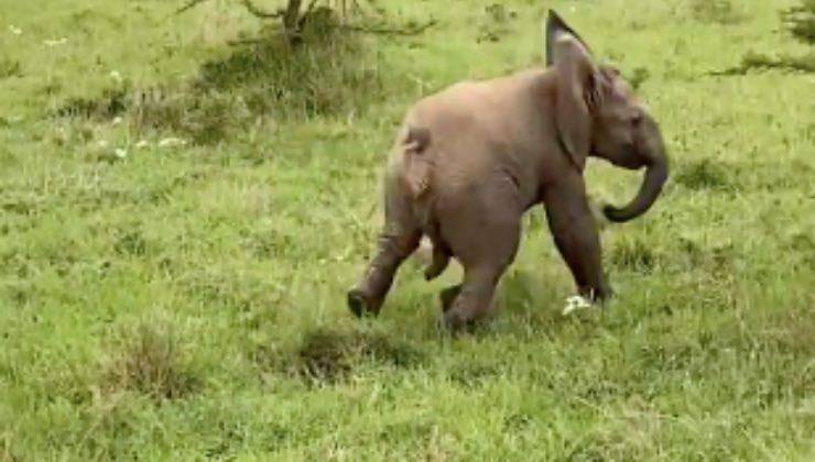 elefantino allontana visitatori Kenya 
