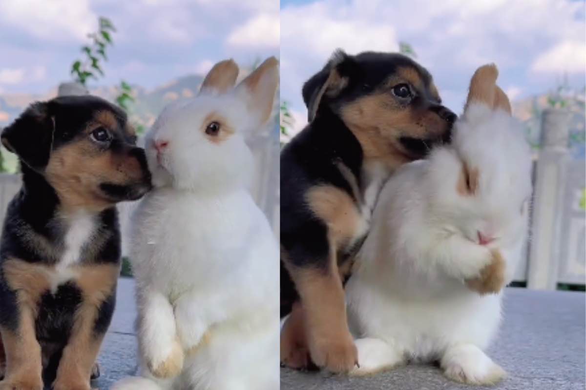 cagnolino coniglietto grandi amici