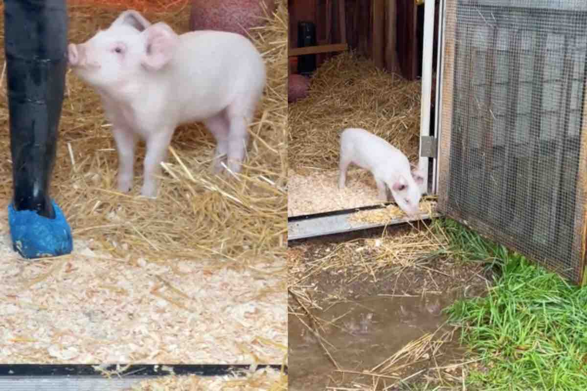 Maialino uscire fuori piove
