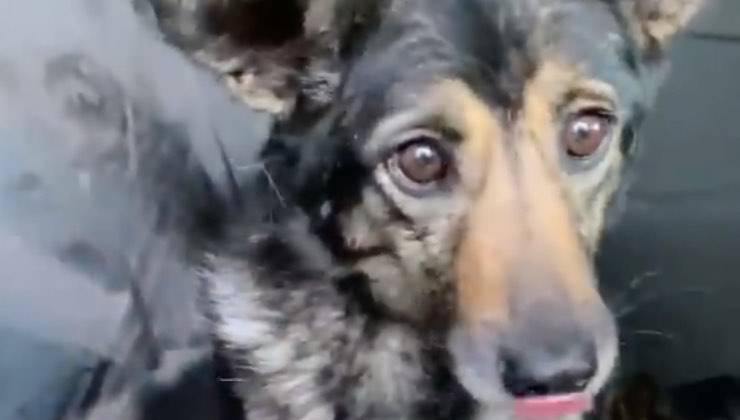 cagnolina moika recupero strada 