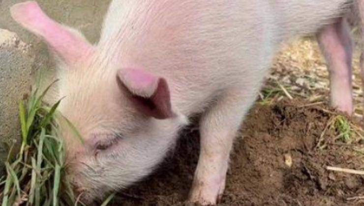 maialino selvaggio mascotte santuario 