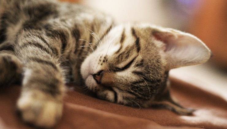 gatto sonno