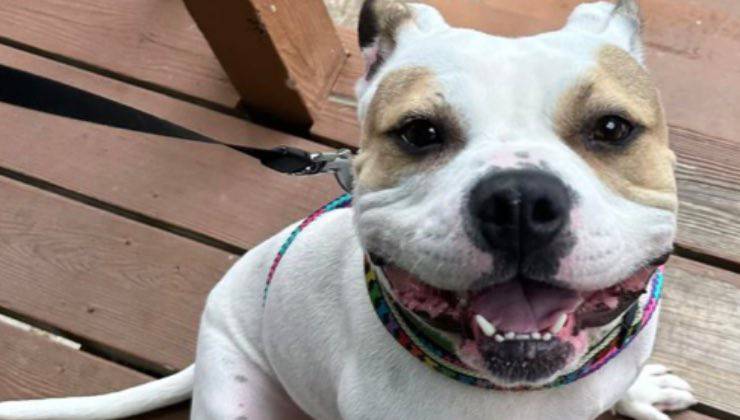 cane sorriso mr pugsley 