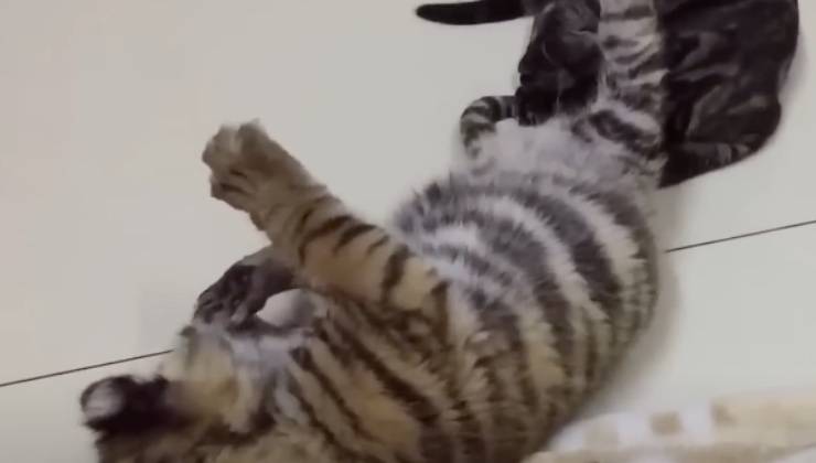 tigre mamma gatta adozione 