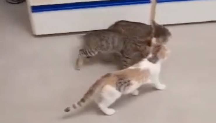 tremolini dolce trio inseparabile 