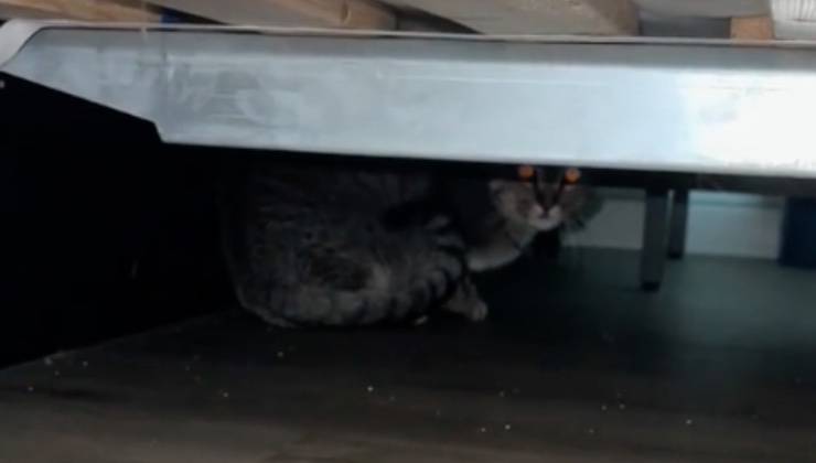 Kevin nasconde sotto letto 