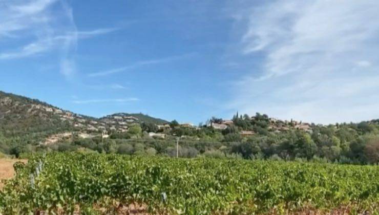 cane comune francese lande 