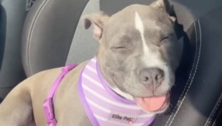 cucciola salvata allevamento assonnata 