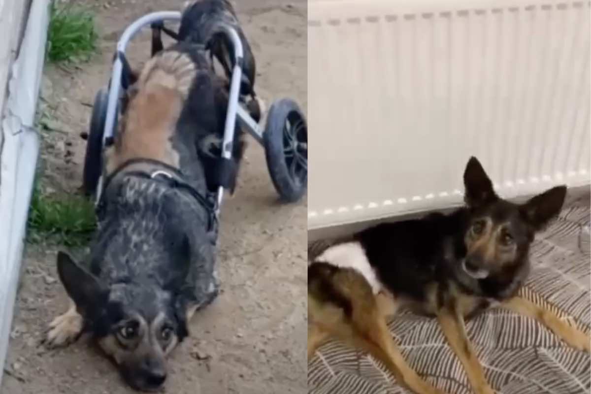 Abbandonato carrellino piange disperata 