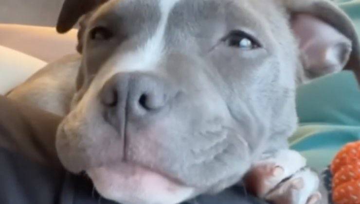 cucciola meira pit bull 