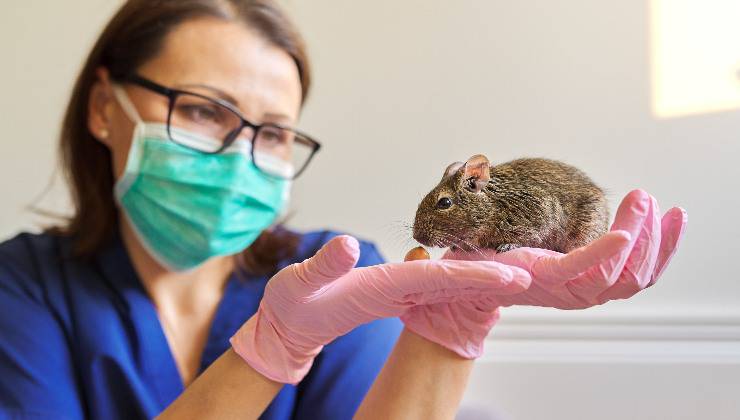 degu e veterinario
