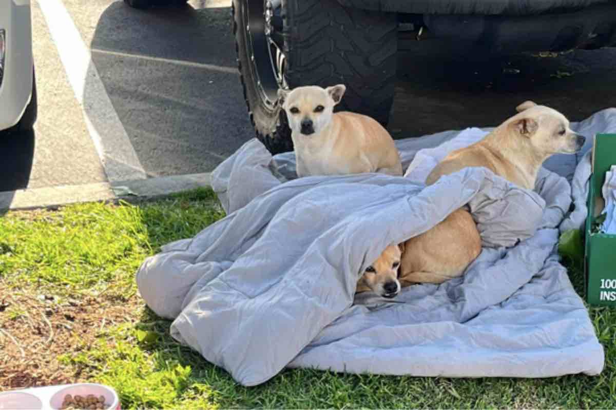 Cani famiglia abbandonata coperta