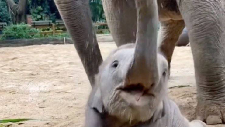 elefante piccolo felicità attenzione 