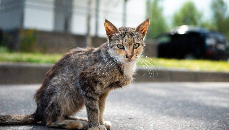 gatto magro