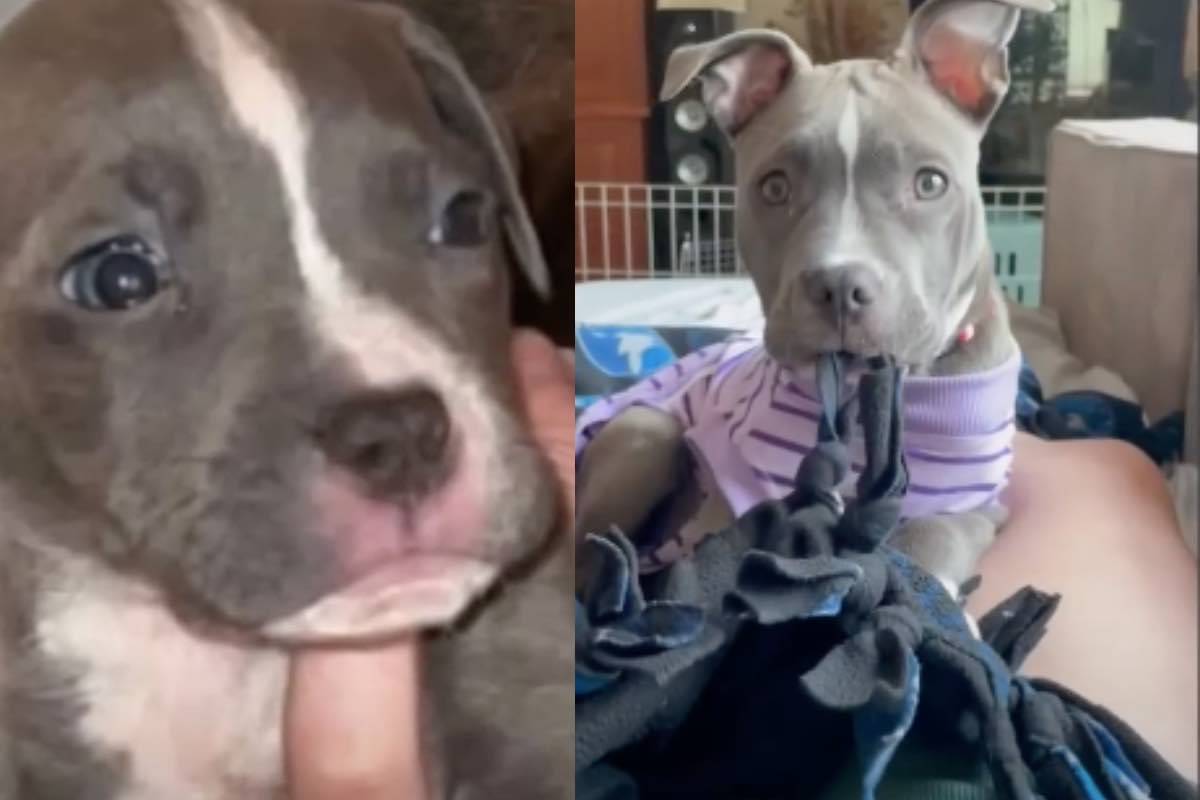 Cane cucciola abbandonata ossessione