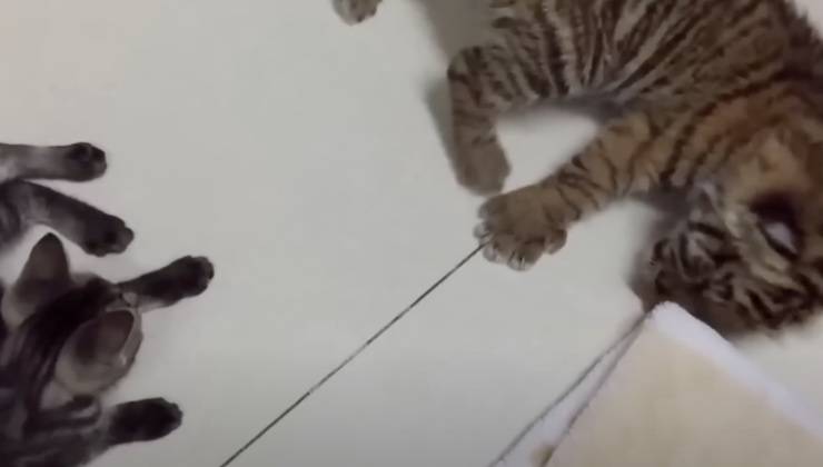 tigre secondo cucciolo Princess 