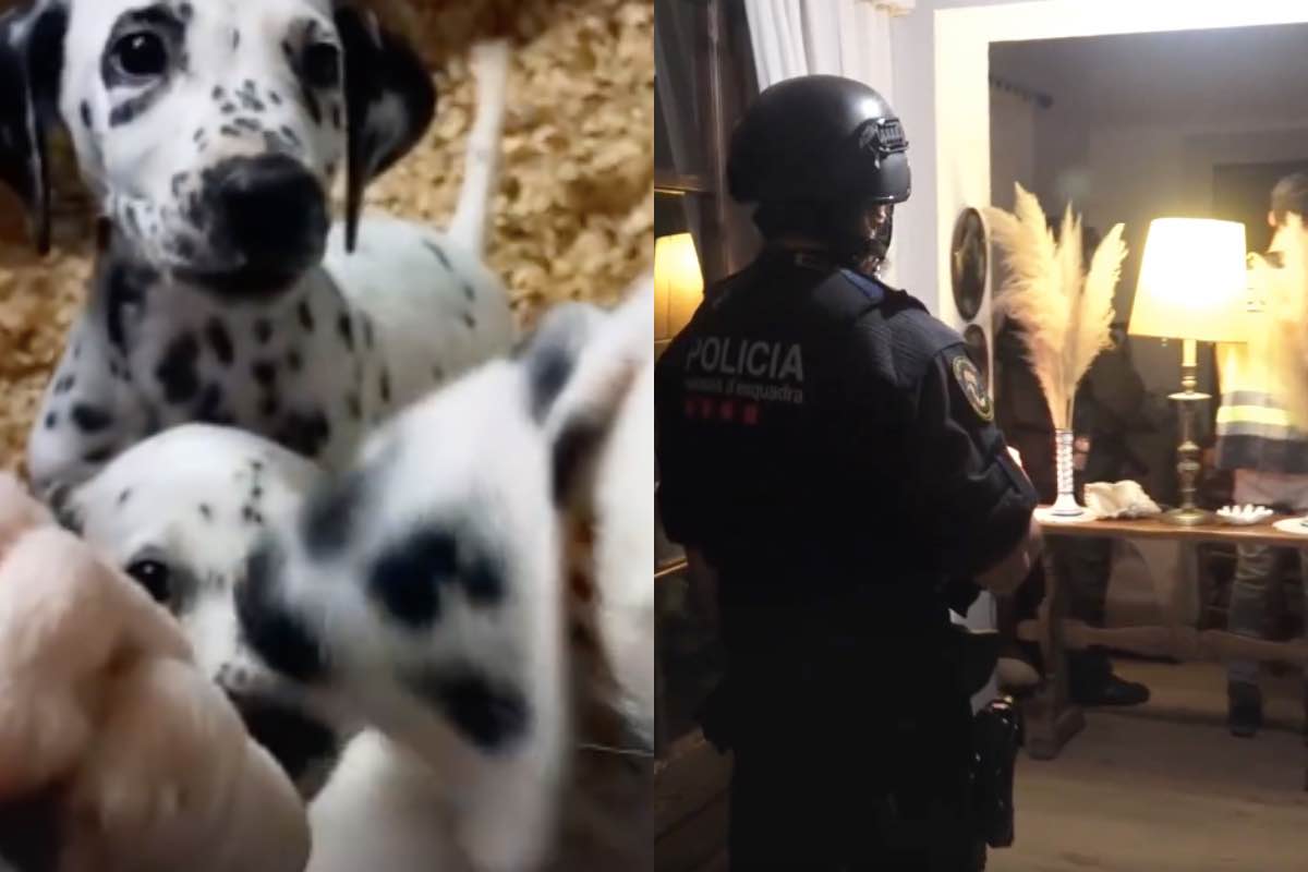 Cuccioli 400 incredibile polizia