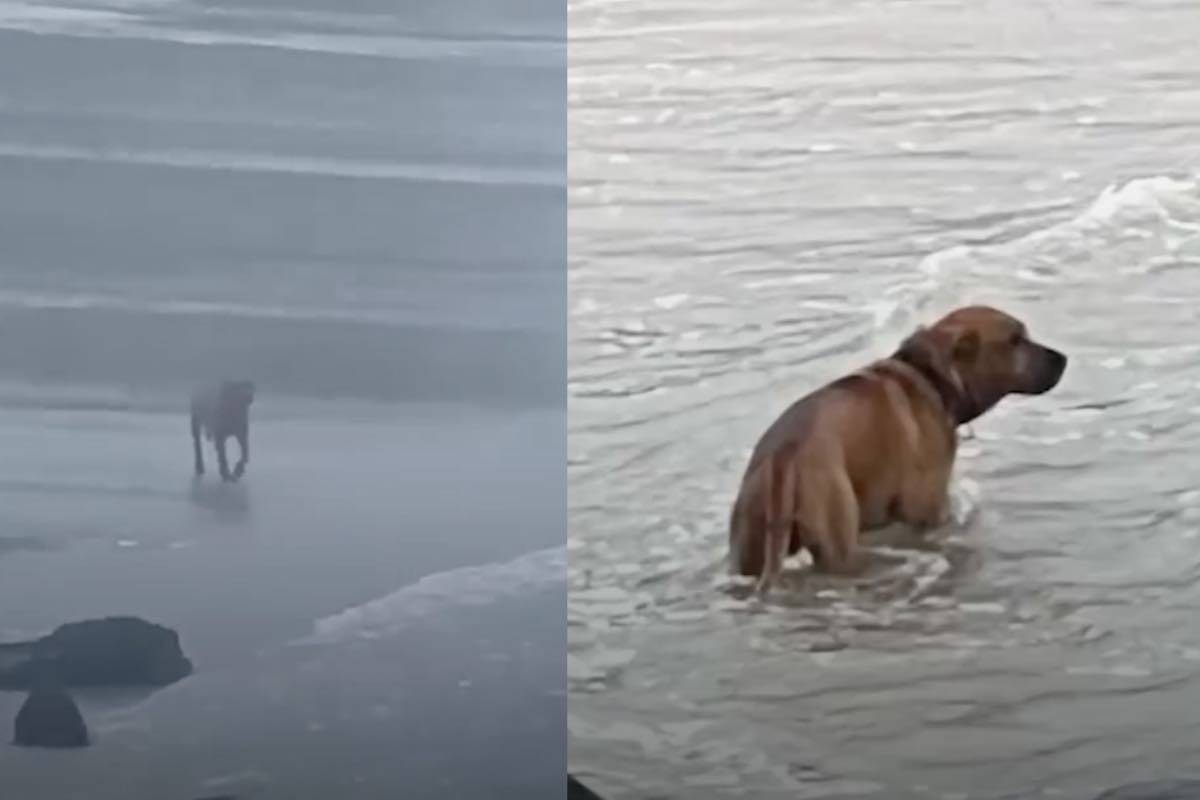 cane abbandonato cerca spiaggia