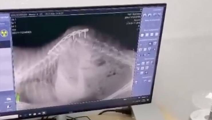 cagnolina esami condizione salute 