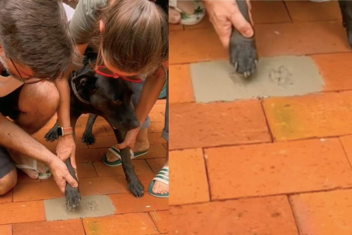 cane nankin lasciare impronta