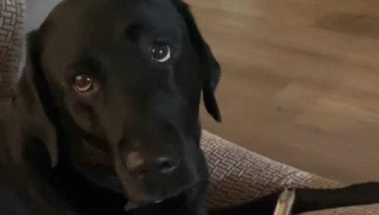 Labrador con espressione colpevole 