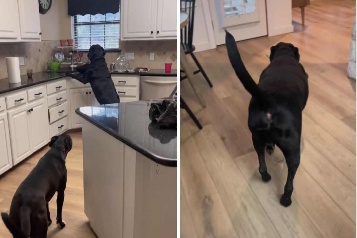 Cane ruba dalla cucina