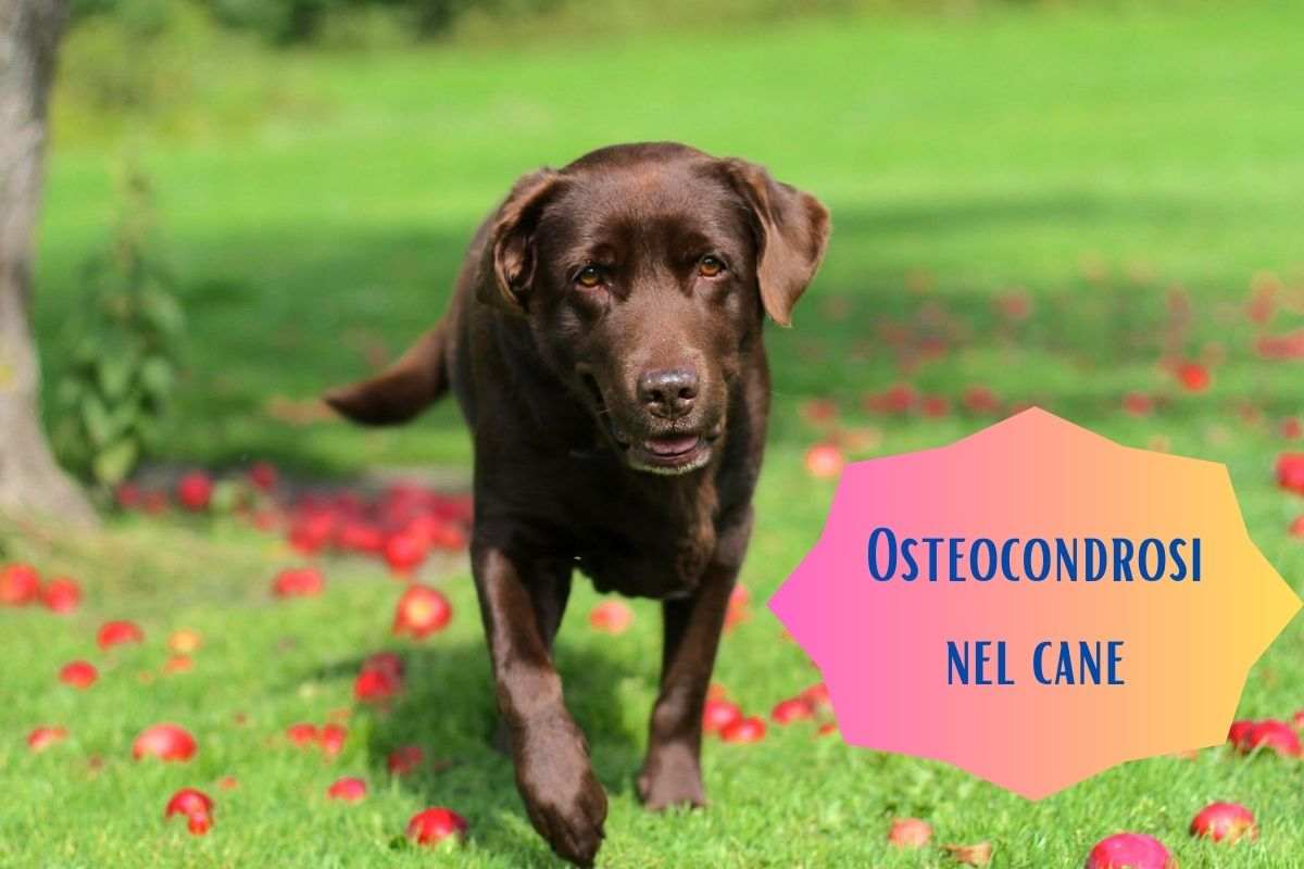 Osteocondrosi nel cane
