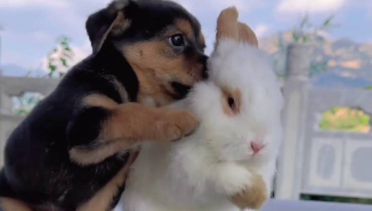 cagnolino affetto vista città 