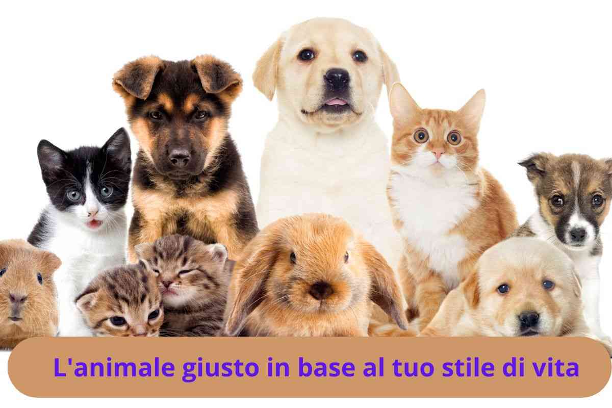 Animali domestici