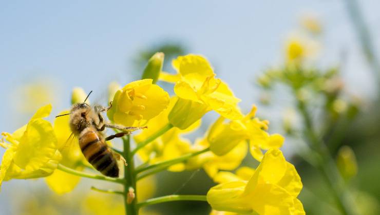 ape su fiore