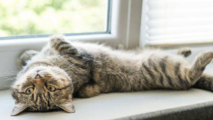 gatto dal veterinario