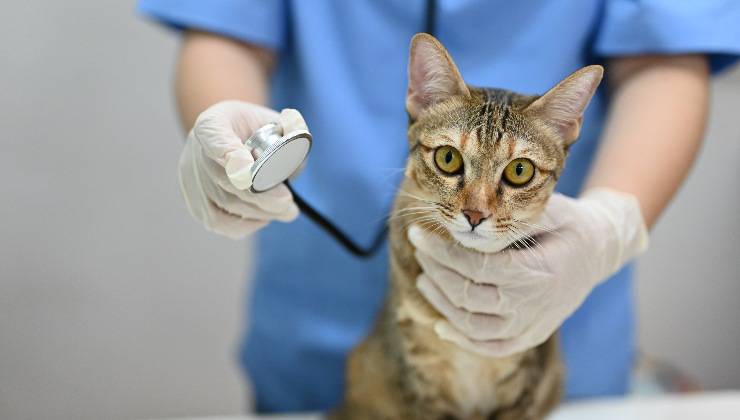 gatto dal veterinario