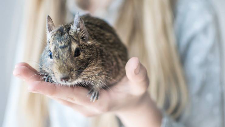 degu