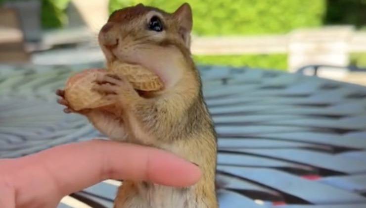 scoiattolo goloso guance arachidi