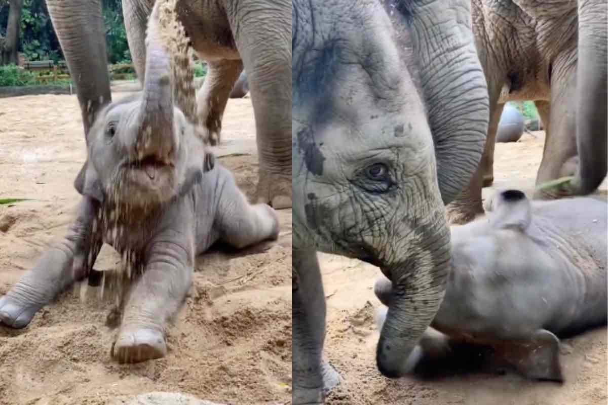 Cucciolo elefante gioca sabbia