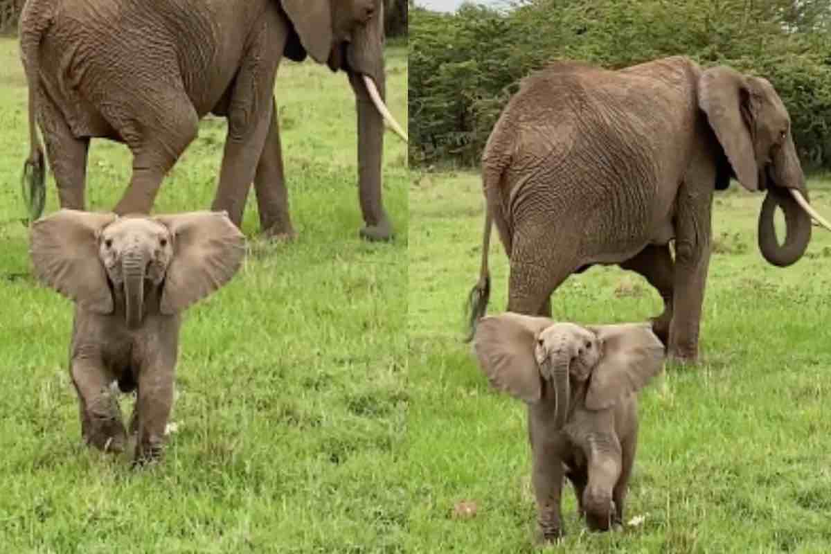 elefantino protegge mamma pericolo