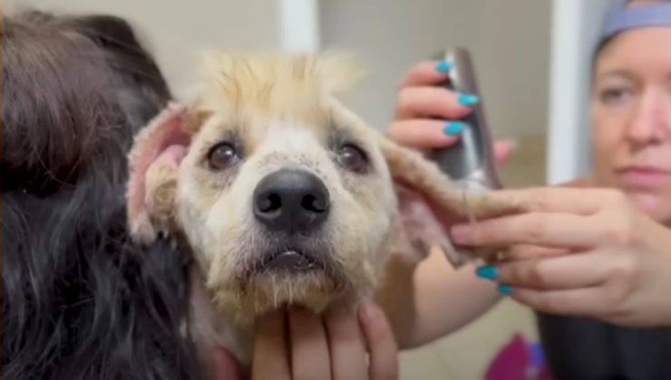 cane viene rasato video