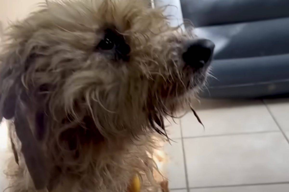 cane salvato irriconoscibile