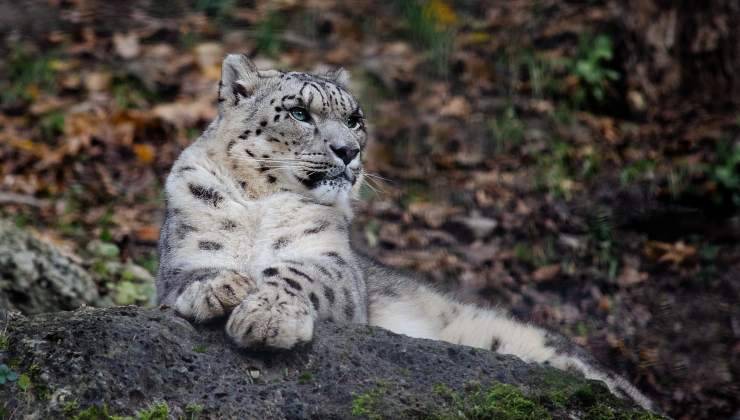 leopardo delle nevi su una roccia 