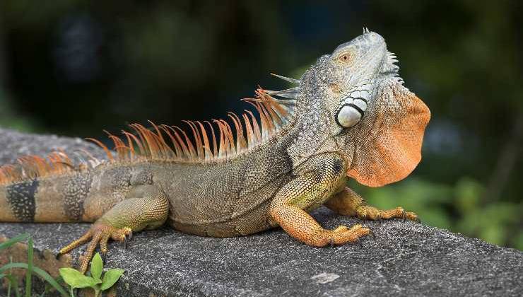 iguana