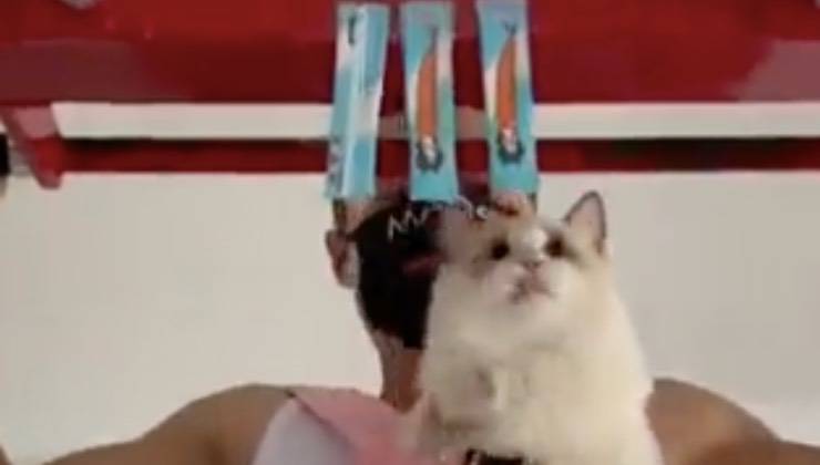 gatto incentivo spuntino pesce