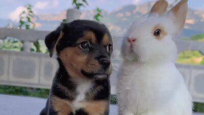 cagnolino dolce sguardo amico