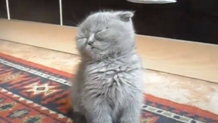 gattino piccolo stanco tappeto 